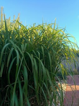 Ozdobnica čínska ´Gigantus´ (Miscanthus sinensis ´Giganteus´ - 2