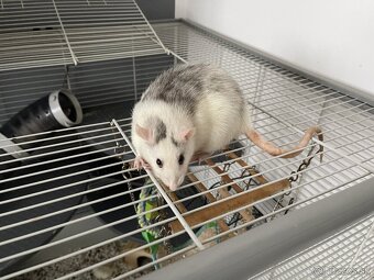 Darujem potkany - 2