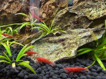 Červené krevetky Neocardina Red Cherry - 2