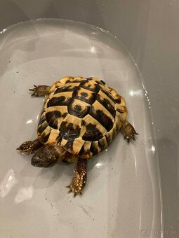 Korytnacka zelenkasta / Testudo hermanni - 2