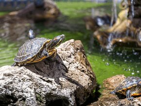 Korytnačka,  korytnačky,  suchozemská, vodná, ostrohata - 2