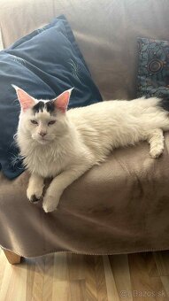 mainská mývalia - 2