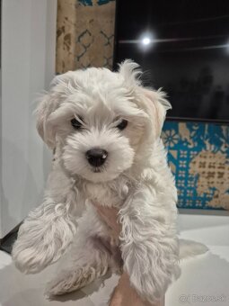 Mini maltezák - 2