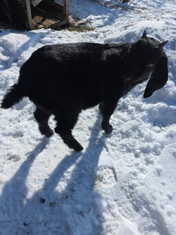 Anglonubijský cap - 2