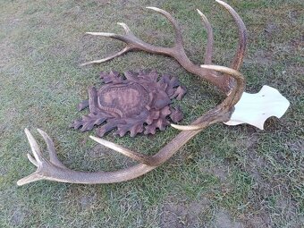 Jeleň, parohy, trofej myslivca - 2