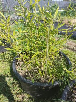 Predám bambus rodu Phyllostachys - 2