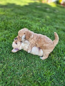 Predám šteniatká maltipoo - 2