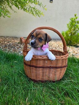 Jack russel teriér - 2