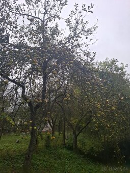 Jablká na kvas - 2
