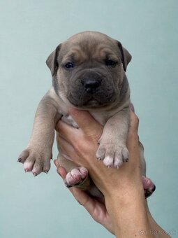 American Bully XL - Exkluzivní spojení šampionů - 2