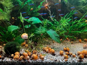 Ampularie žlté - 2