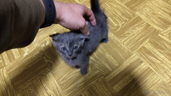 Darujem mačiatko - 2