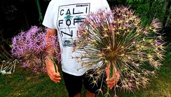 Okrasný cesnak Christophii - kvet veľký ako futbal. lopta - 2