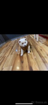 Akita -shiba inú - 2