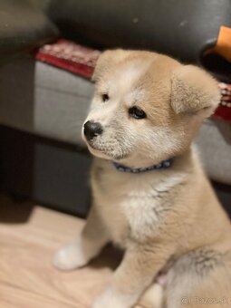Predam šteniatko Akita inu - 2