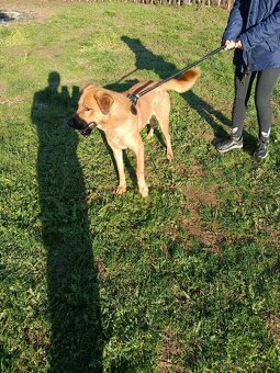 Nemecko-Belgicky ovčiak - 2