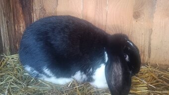 Francúzsky baran - 2