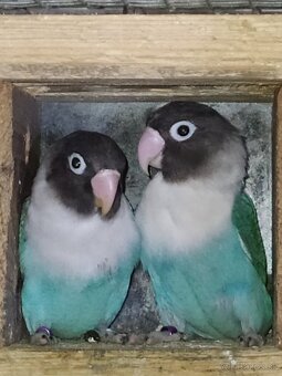 Agapornis škraboškovy - 2