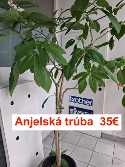 Anjelské trúby - 2
