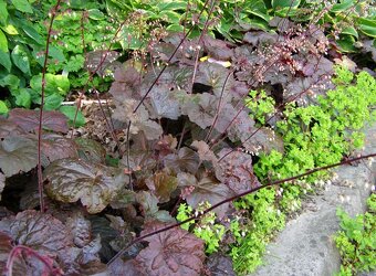 Heuchera bordovo-zelená - SADENICE - 2
