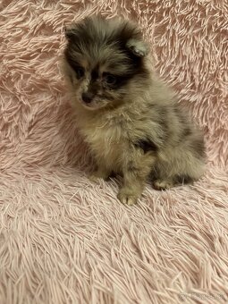 Pomeranian,nemecky spic - 2