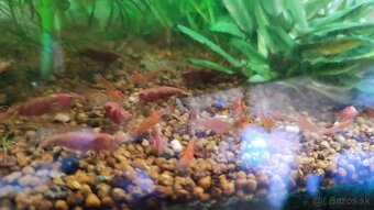 Neocaridina Bloody mary - 2