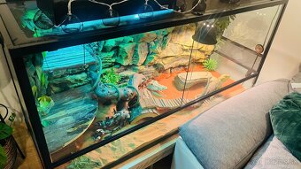 Predám krásne Terarium aj s agamou - 2