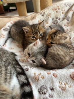 Darujem maciatka - 2