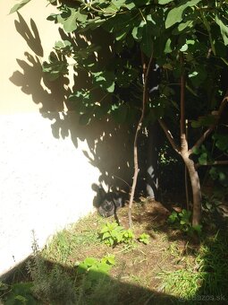 zajace z voľného výbehu a voliéry- ideálne na chov - 2