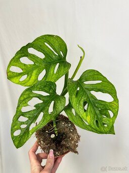 Monstera Adansonii ‘Mint’ - 2