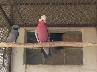 Papagáje predaj - 2