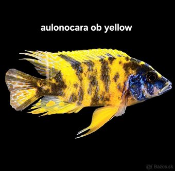 Africké cichlidy Malawi - 2