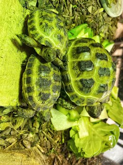 Suchozemská korytnačka - 2