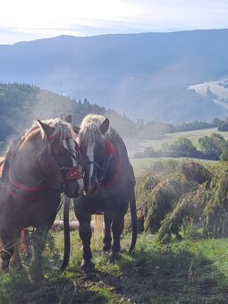 Predám ťažné kone - 2