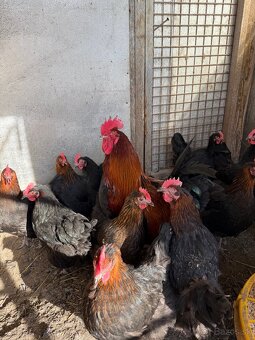 NV Maranska medenokrka - 2