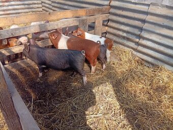 Durok x Landras 20-25kg - 2