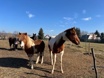 Pony kobylka - 2