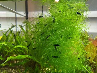 Krevetky neocaridina Blue Dream - 2