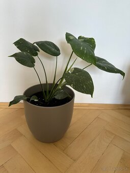Monstera thai constalation - 2