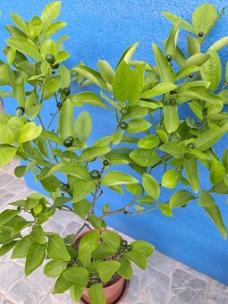 Citrus calamondin odroda Oriana - 2