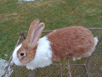 Predám králiky Šarišský obrovity - 2