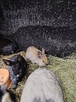 Zakrslý králik - 2