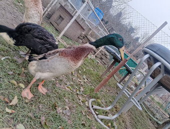 Indické bezce tohtoročne - 2