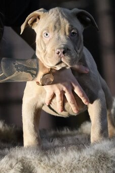 🐾American Bully🐾 - 2