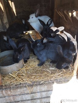 13 tyždnove zajace - 2