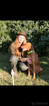 Maďarská vyžla na krytie - 2