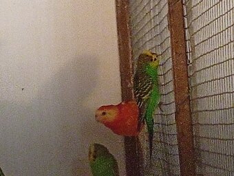 Papagáj spevavý - 2