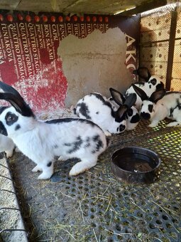 Predám Nemecký obrovitý strakáč - 2