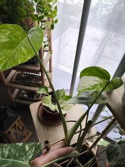 Monstera albo var. Borsogniana - 2