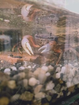 Krab suchozemský + akvárium - 2